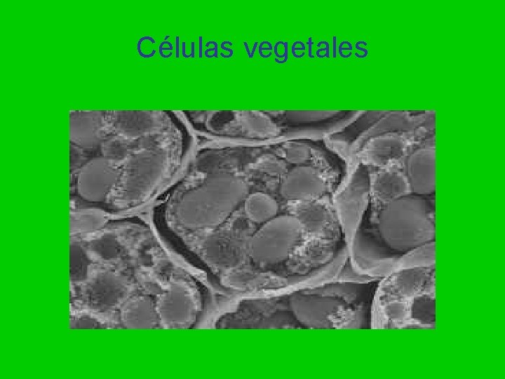 Células vegetales 