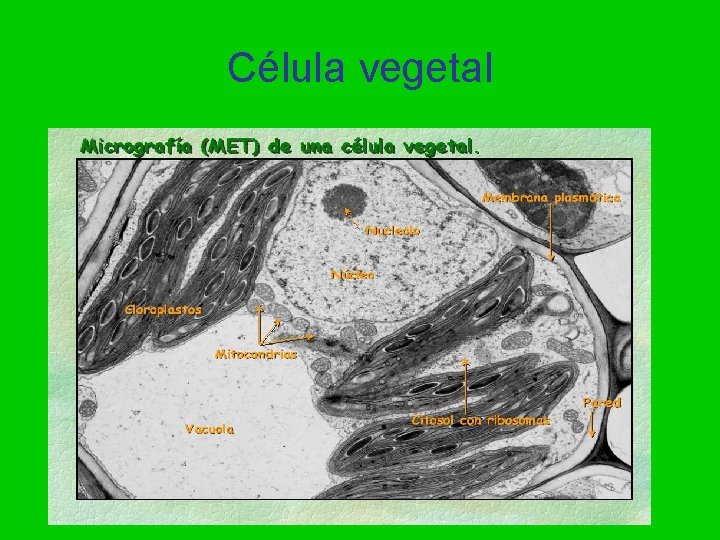 Célula vegetal 