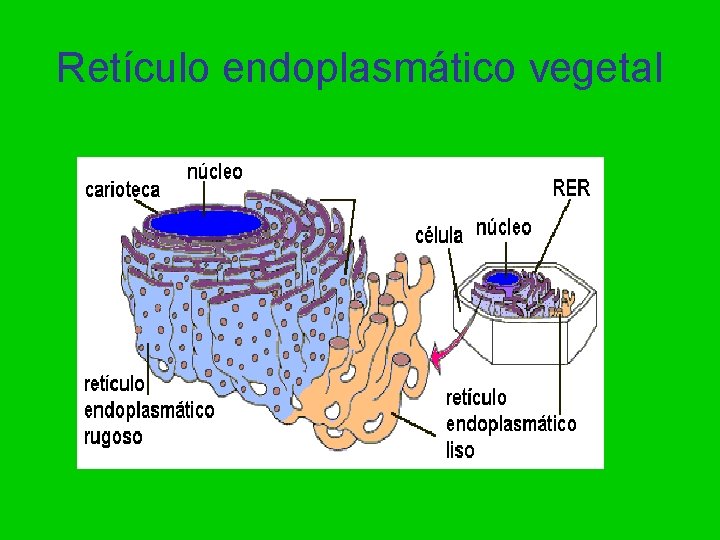 Retículo endoplasmático vegetal 