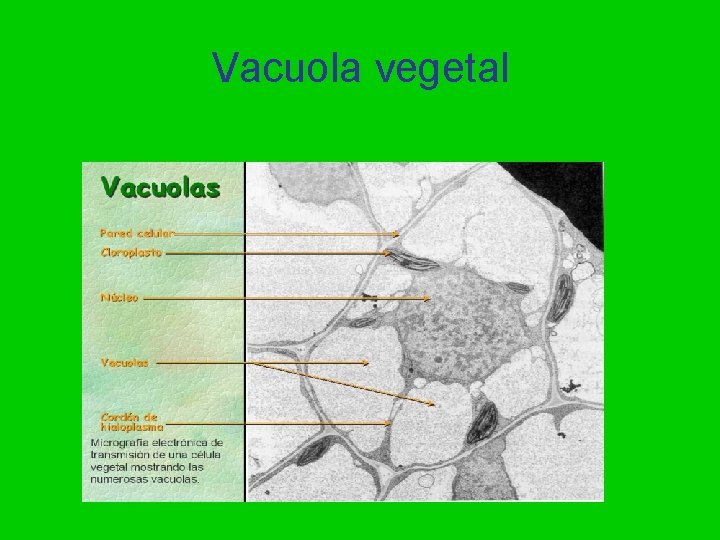 Vacuola vegetal 