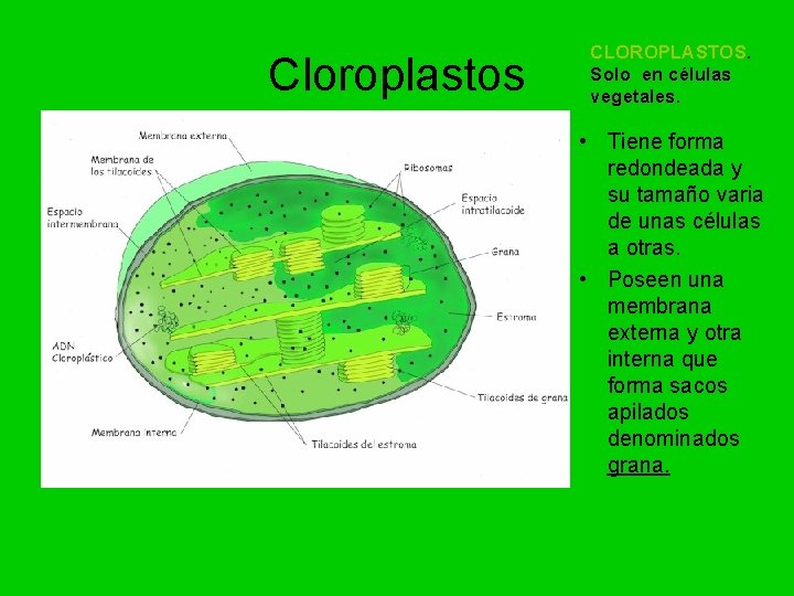 Cloroplastos CLOROPLASTOS. Solo en células vegetales. • Tiene forma redondeada y su tamaño varia