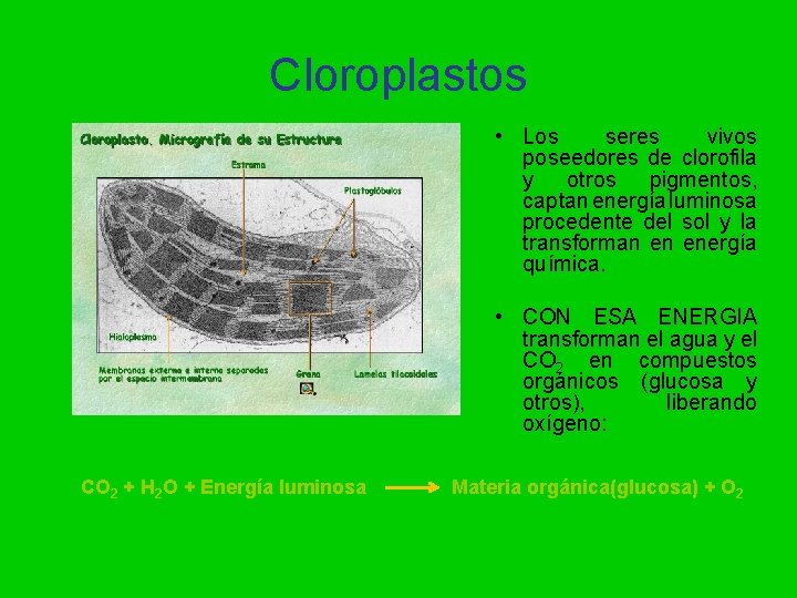 Cloroplastos • Los seres vivos poseedores de clorofila y otros pigmentos, captan energía luminosa