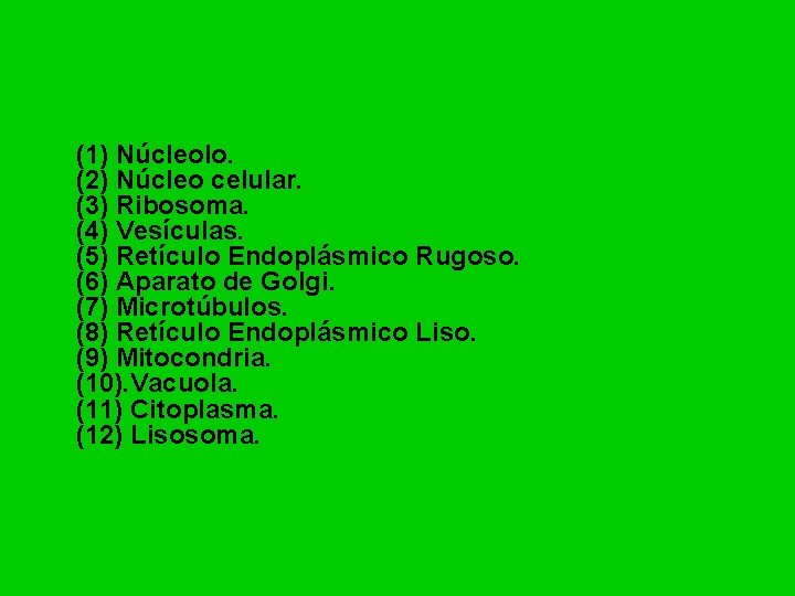 (1) Núcleolo. (2) Núcleo celular. (3) Ribosoma. (4) Vesículas. (5) Retículo Endoplásmico Rugoso. (6)