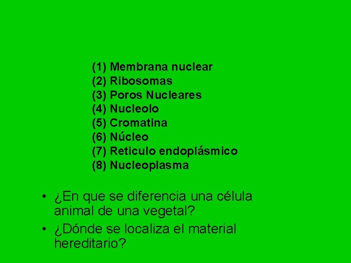 (1) Membrana nuclear (2) Ribosomas (3) Poros Nucleares (4) Nucleolo (5) Cromatina (6) Núcleo