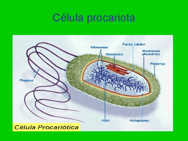 Célula procariota 