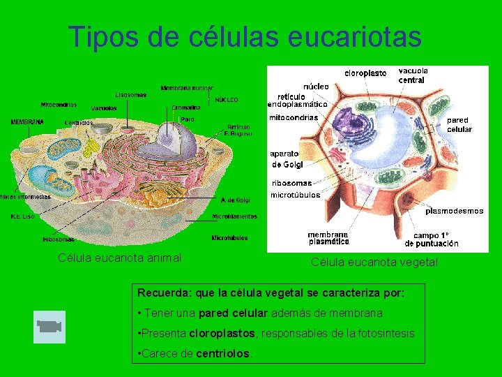 Tipos de células eucariotas Célula eucariota animal Célula eucariota vegetal Recuerda: que la célula