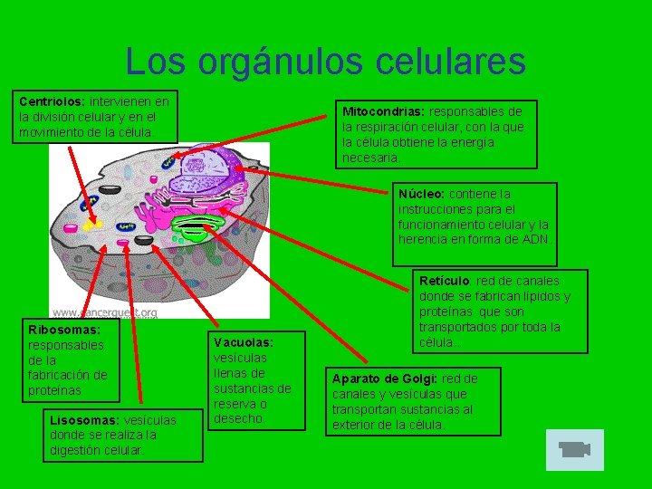 Los orgánulos celulares Centriolos: intervienen en la división celular y en el movimiento de