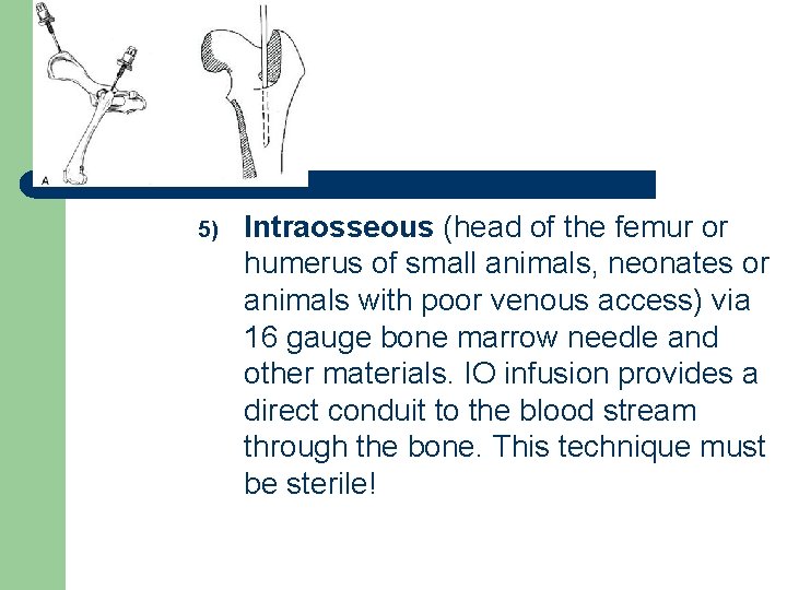 5) Intraosseous (head of the femur or humerus of small animals, neonates or animals