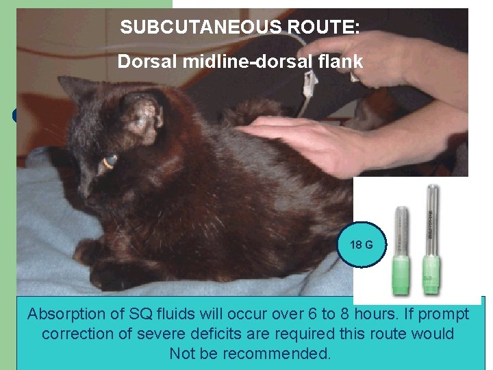 SUBCUTANEOUS ROUTE: Dorsal midline-dorsal flank 18 G Absorption of SQ fluids will occur over