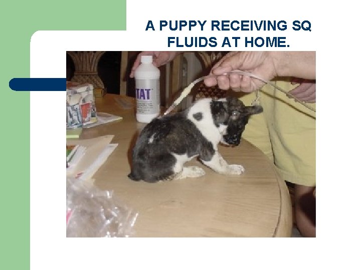 A PUPPY RECEIVING SQ FLUIDS AT HOME. 