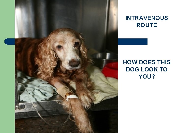 INTRAVENOUS ROUTE HOW DOES THIS DOG LOOK TO YOU? 