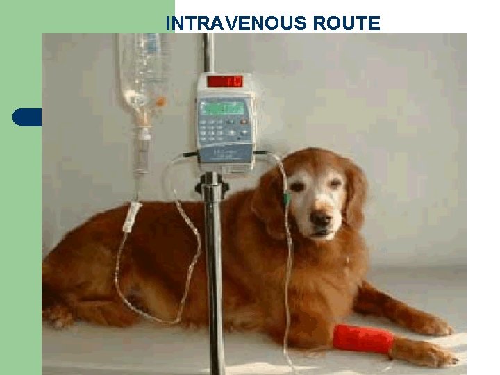 INTRAVENOUS ROUTE 