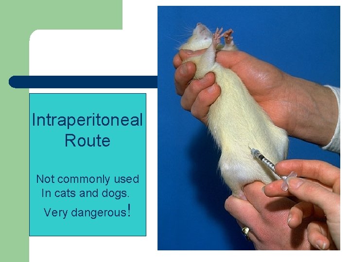 Intraperitoneal Route Not commonly used In cats and dogs. Very dangerous! 