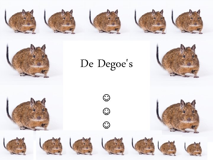 De Degoe's De Degoe's