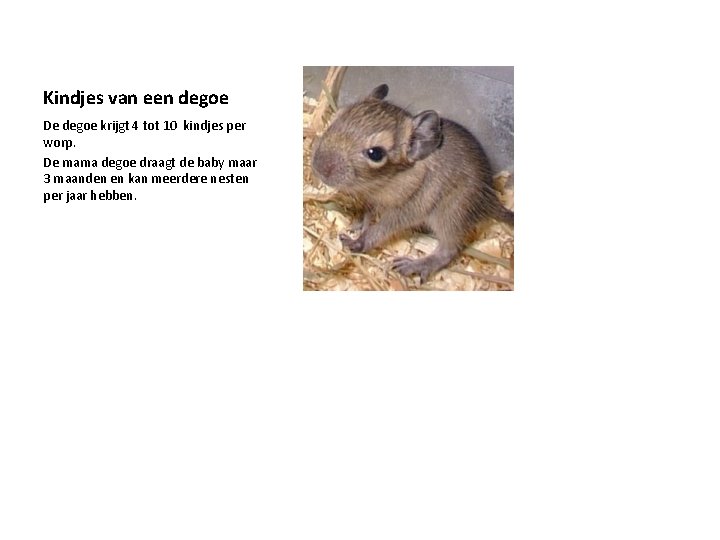Kindjes van een degoe De degoe krijgt 4 tot 10 kindjes per worp. De Kindjes van een degoe De degoe krijgt 4 tot 10 kindjes per worp. De