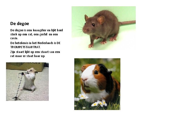 De degoe is een knaagdier en lijkt heel sterk op een rat, een gerbil De degoe is een knaagdier en lijkt heel sterk op een rat, een gerbil