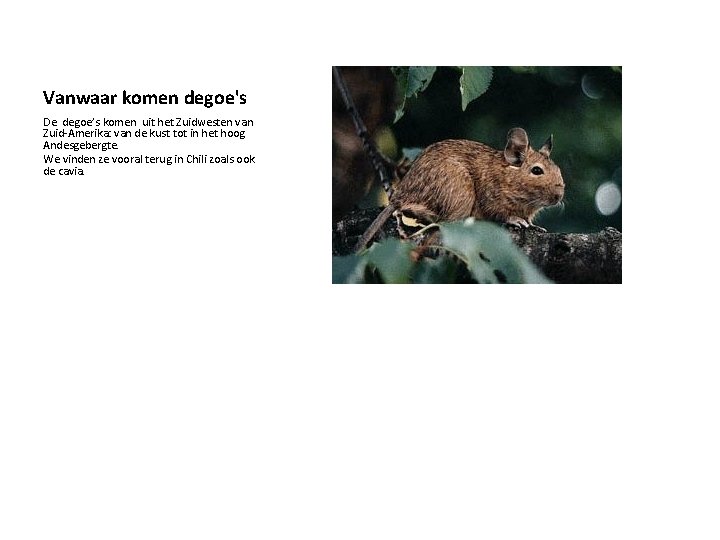 Vanwaar komen degoe's De degoe’s komen uit het Zuidwesten van Zuid-Amerika: van de kust Vanwaar komen degoe's De degoe’s komen uit het Zuidwesten van Zuid-Amerika: van de kust