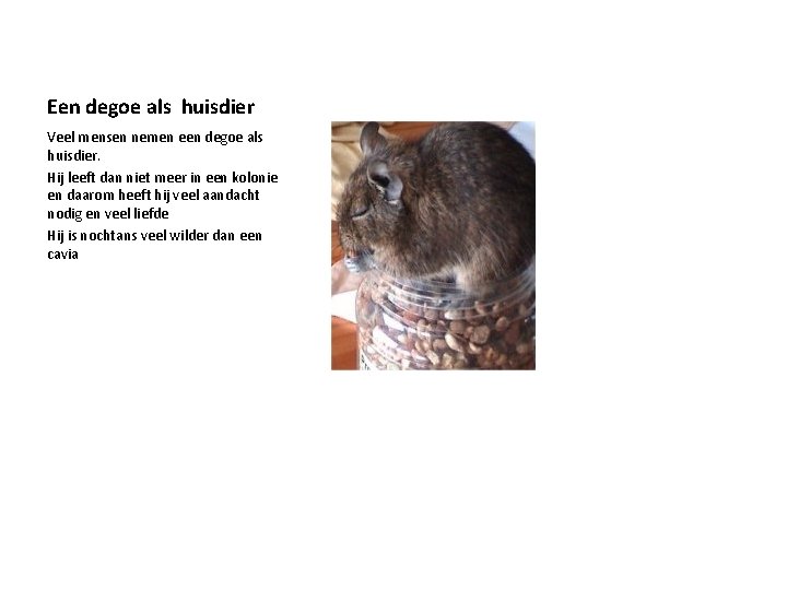 Een degoe als huisdier Veel mensen nemen een degoe als huisdier. Hij leeft dan Een degoe als huisdier Veel mensen nemen een degoe als huisdier. Hij leeft dan