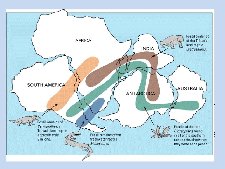 Continental Drift Theory • All continents had once been joined together in a supercontinent