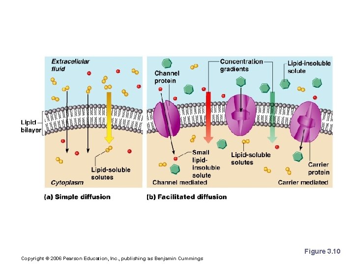 3 Cells and Tissues PART B Power Point