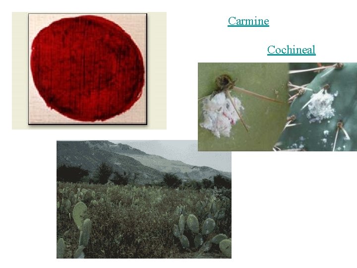 Carmine Cochineal Carmine Cochineal