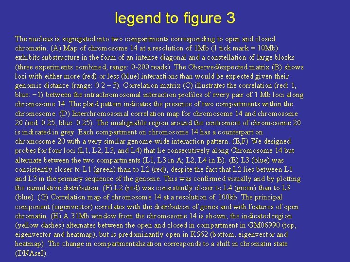 legend to figure 3 The nucleus is segregated into two compartments corresponding to open