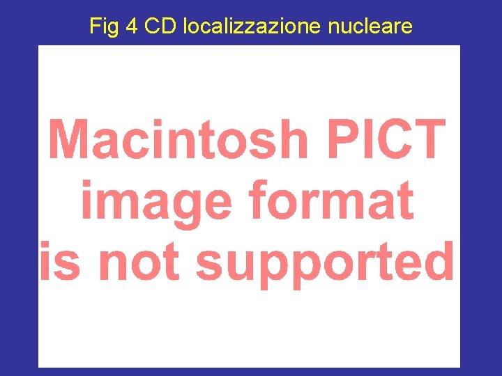 Fig 4 CD localizzazione nucleare 
