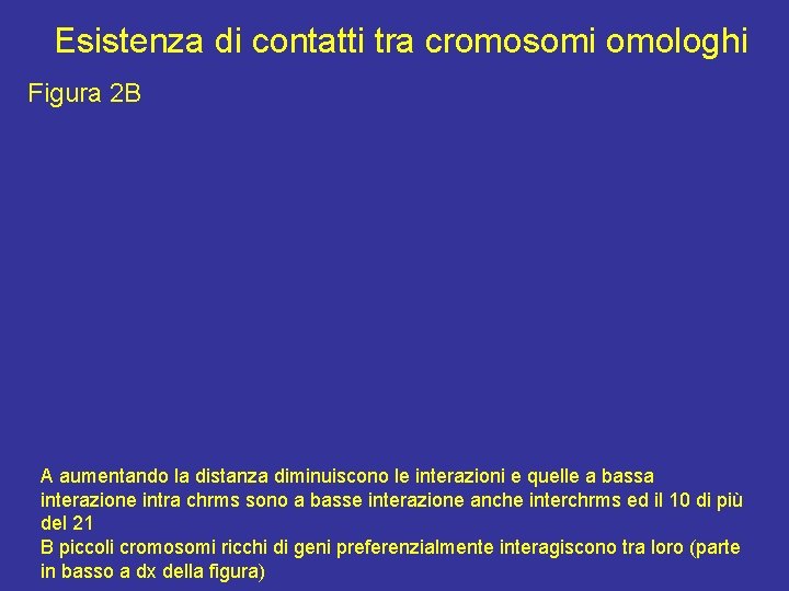 Esistenza di contatti tra cromosomi omologhi Figura 2 B A aumentando la distanza diminuiscono