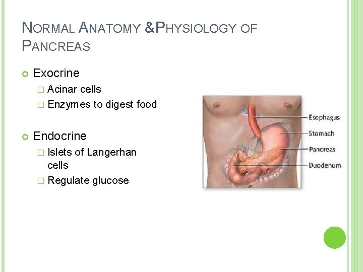 NORMAL ANATOMY & PHYSIOLOGY OF PANCREAS Exocrine � Acinar cells � Enzymes to digest NORMAL ANATOMY & PHYSIOLOGY OF PANCREAS Exocrine � Acinar cells � Enzymes to digest