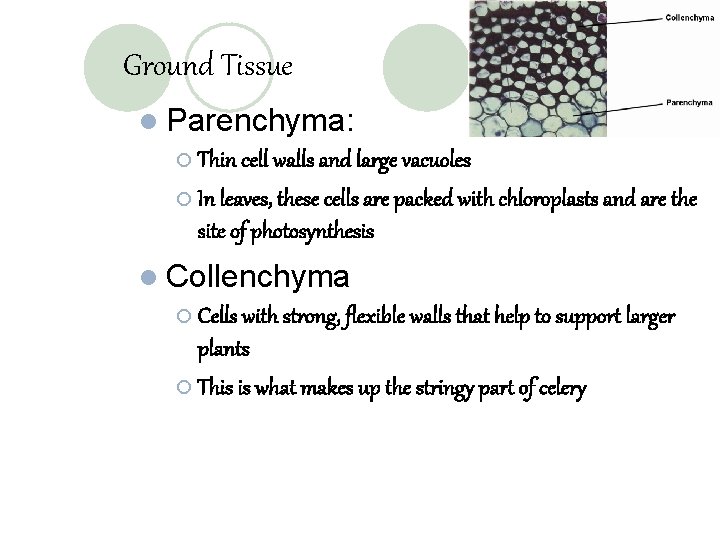 Ground Tissue l Parenchyma: ¡ Thin cell walls and large vacuoles ¡ In leaves,