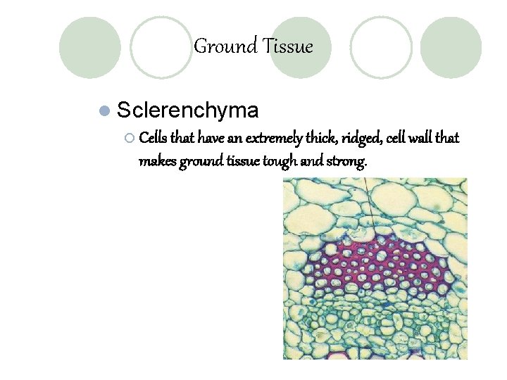 Ground Tissue l Sclerenchyma ¡ Cells that have an extremely thick, ridged, cell wall