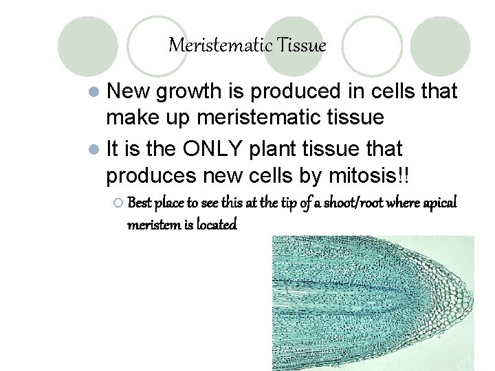 Meristematic Tissue l New growth is produced in cells that make up meristematic tissue