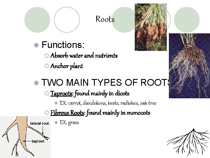 Roots l Functions: ¡ Absorb water and nutrients ¡ Anchor plant l TWO MAIN