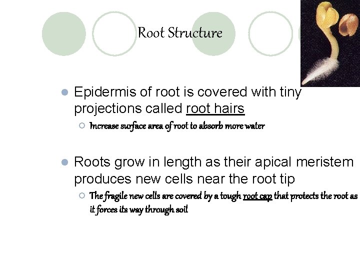 Root Structure l Epidermis of root is covered with tiny projections called root hairs