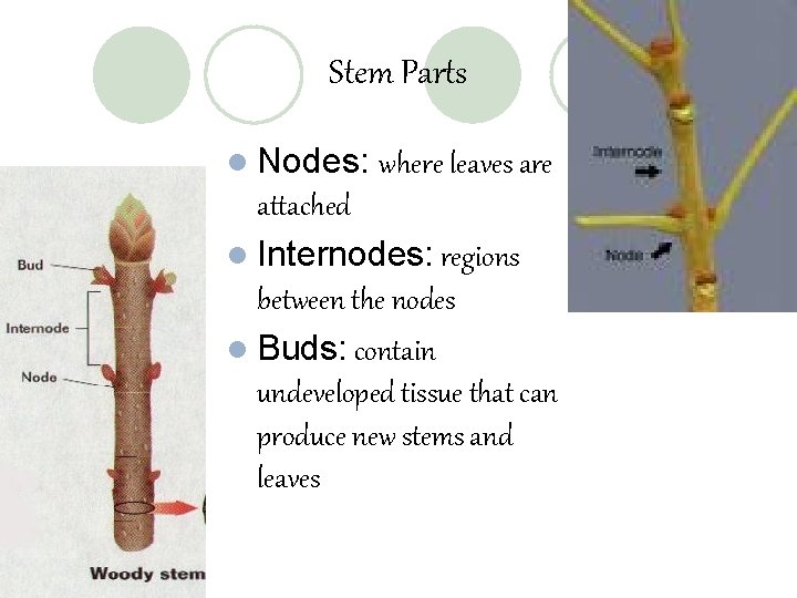 Stem Parts l Nodes: where leaves are attached l Internodes: regions between the nodes