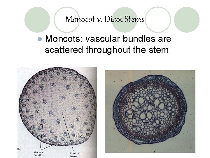 Monocot v. Dicot Stems l Moncots: vascular bundles are scattered throughout the stem 