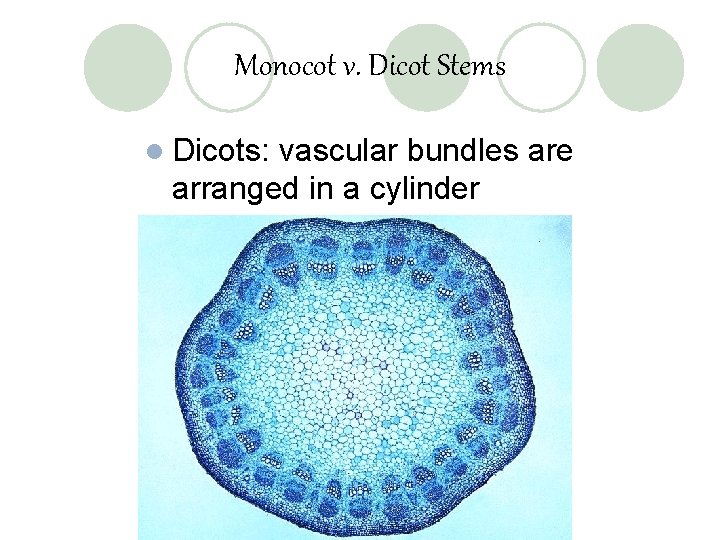 Monocot v. Dicot Stems l Dicots: vascular bundles are arranged in a cylinder 