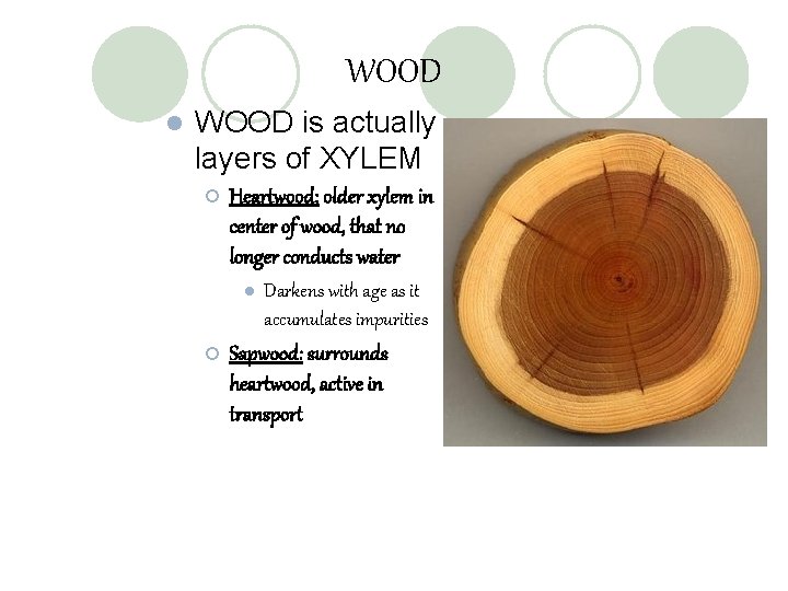 WOOD l WOOD is actually layers of XYLEM ¡ Heartwood: older xylem in center