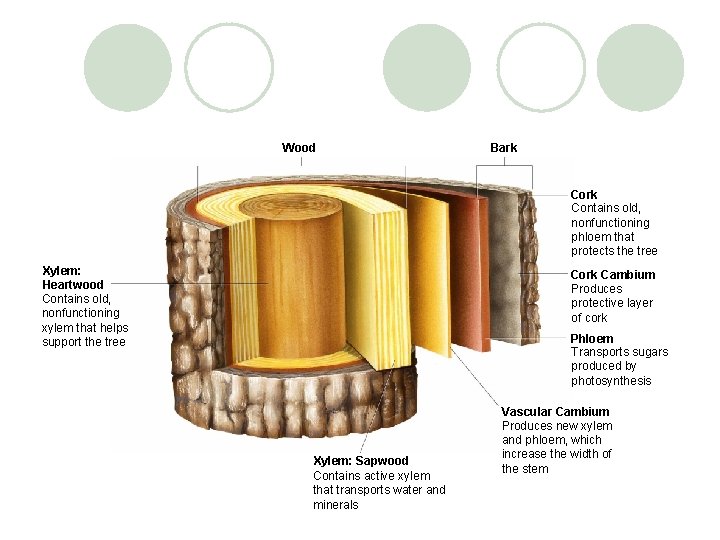 Wood Bark Contains old, nonfunctioning phloem that protects the tree Xylem: Heartwood Contains old,