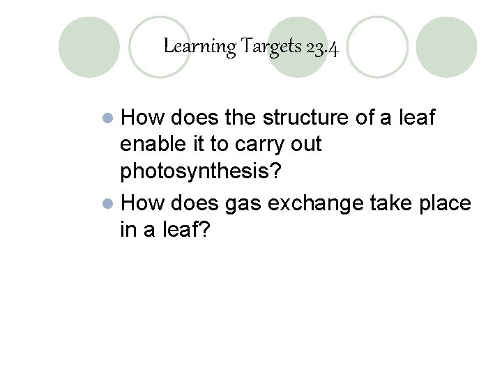 Learning Targets 23. 4 l How does the structure of a leaf enable it