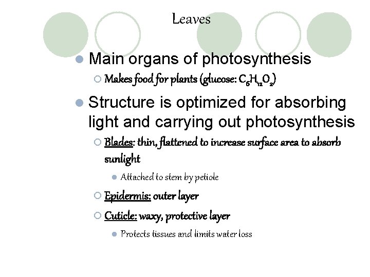 Leaves l Main organs of photosynthesis ¡ Makes food for plants (glucose: C 6