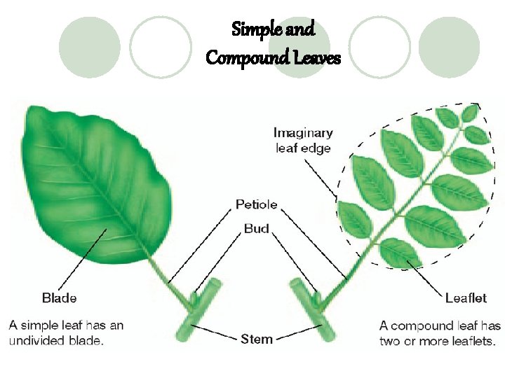 Simple and Compound Leaves 