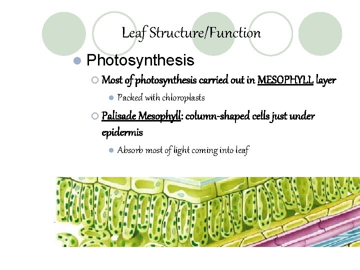 Leaf Structure/Function l Photosynthesis ¡ Most of photosynthesis carried out in MESOPHYLL layer l