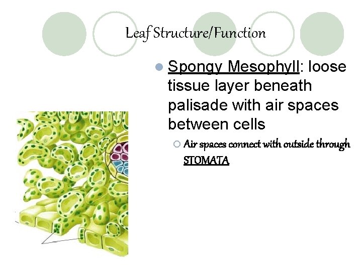 Leaf Structure/Function l Spongy Mesophyll: loose tissue layer beneath palisade with air spaces between