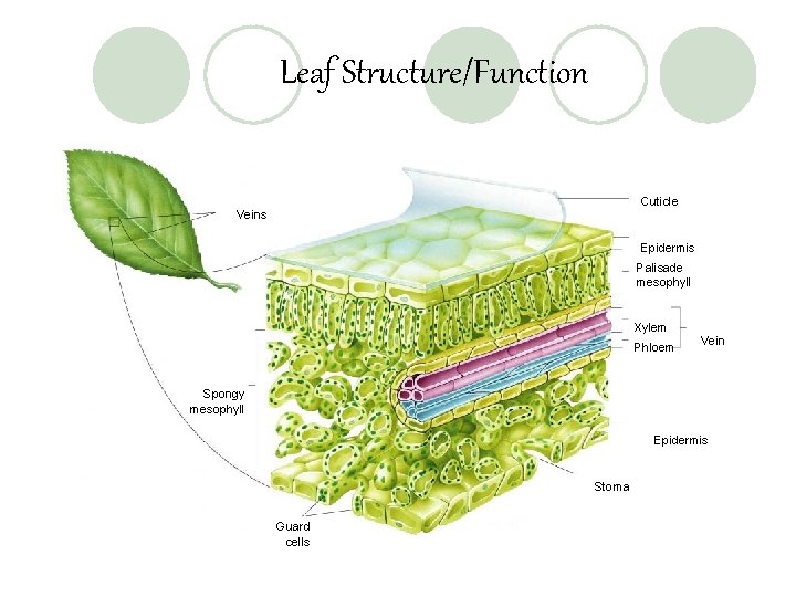 Leaf Structure/Function Cuticle Veins Epidermis Palisade mesophyll Xylem Phloem Vein Spongy mesophyll Epidermis Stoma