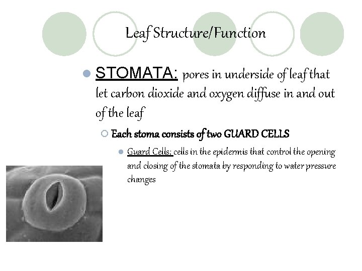 Leaf Structure/Function l STOMATA: pores in underside of leaf that let carbon dioxide and