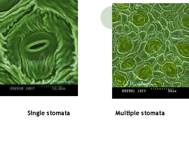 Single stomata Multiple stomata 