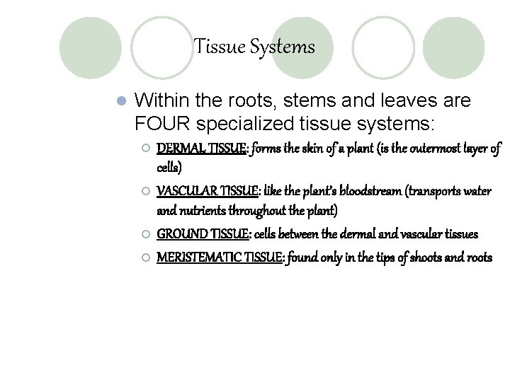 Tissue Systems l Within the roots, stems and leaves are FOUR specialized tissue systems:
