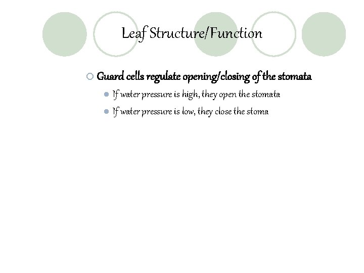 Leaf Structure/Function ¡ Guard cells regulate opening/closing of the stomata If water pressure is