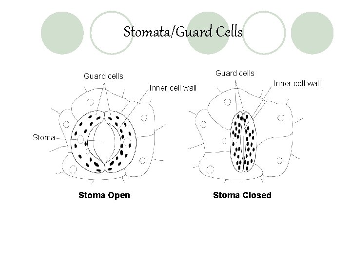 Stomata/Guard Cells Guard cells Inner cell wall Stoma Open Stoma Closed 